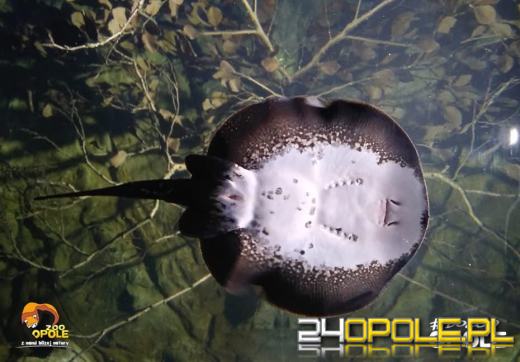 To już 72 lata! Opolski Ogród Zoologiczny świętuje urodziny