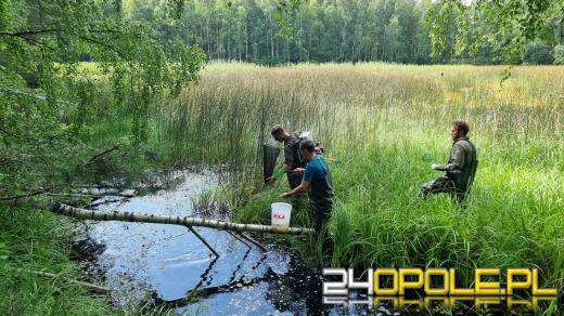 Ma mnóstwo zębów i dominuje pod wodą - Trawianka pojawiła się na Opolszczyźnie