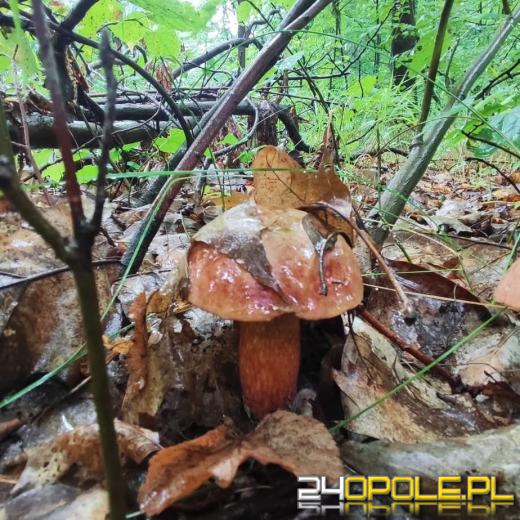 Sezon grzybowy rusza! Pierwsze okazy już w lasach Opolszczyzny