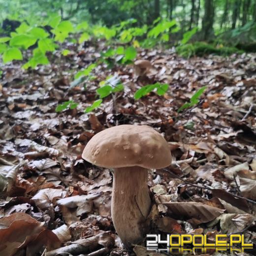 Sezon grzybowy rusza! Pierwsze okazy już w lasach Opolszczyzny