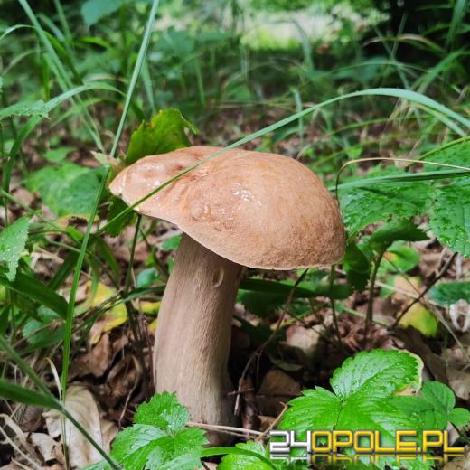 Sezon grzybowy rusza! Pierwsze okazy już w lasach Opolszczyzny