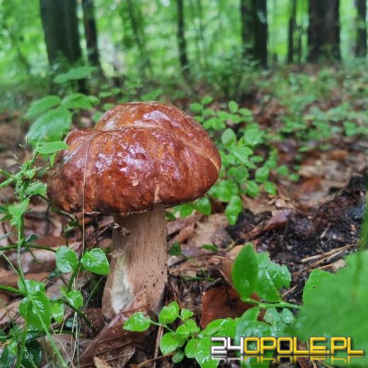 Sezon grzybowy rusza! Pierwsze okazy już w lasach Opolszczyzny