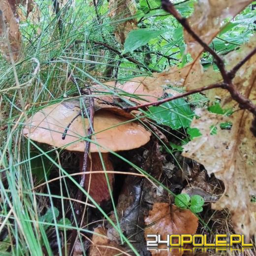 Sezon grzybowy rusza! Pierwsze okazy już w lasach Opolszczyzny