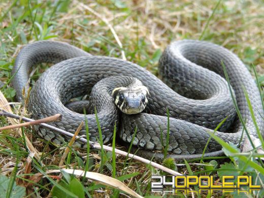Wąż wywołał poruszenie w Leśnicy. Interweniował weterynarz