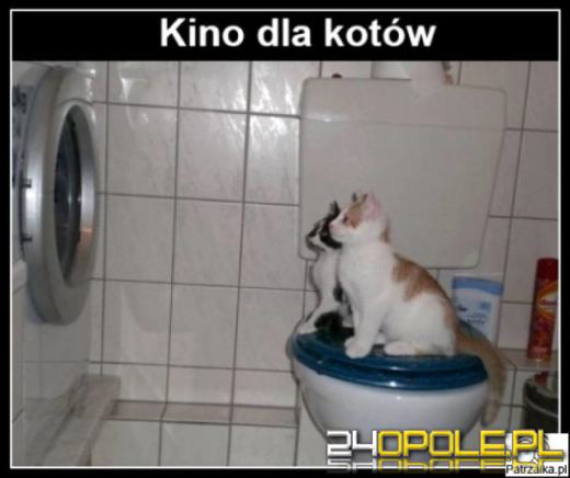 Dlaczego koty rządzą internetem? Dziś obchodzimy Międzynarodowy Dzień Kota