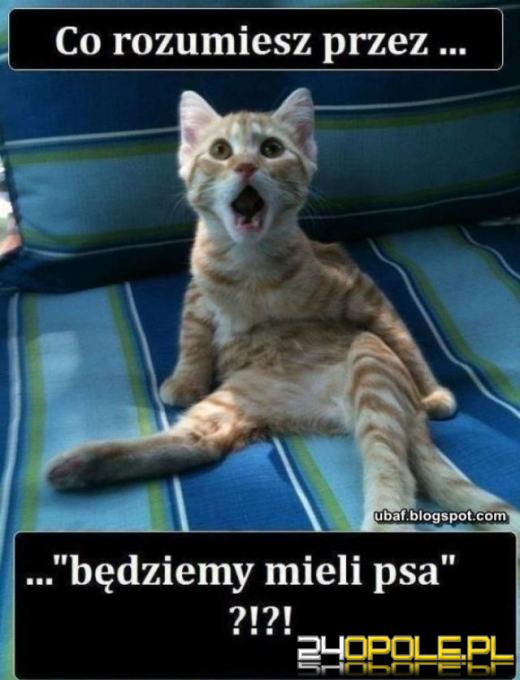 Dlaczego koty rządzą internetem? Dziś obchodzimy Międzynarodowy Dzień Kota