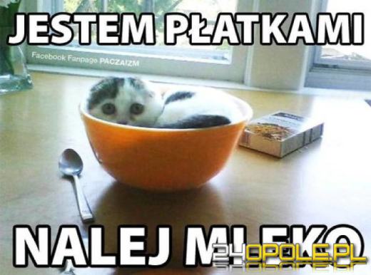 Dlaczego koty rządzą internetem? Dziś obchodzimy Międzynarodowy Dzień Kota