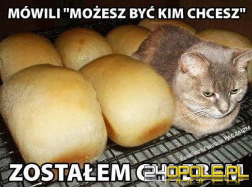 Dlaczego koty rządzą internetem? Dziś obchodzimy Międzynarodowy Dzień Kota