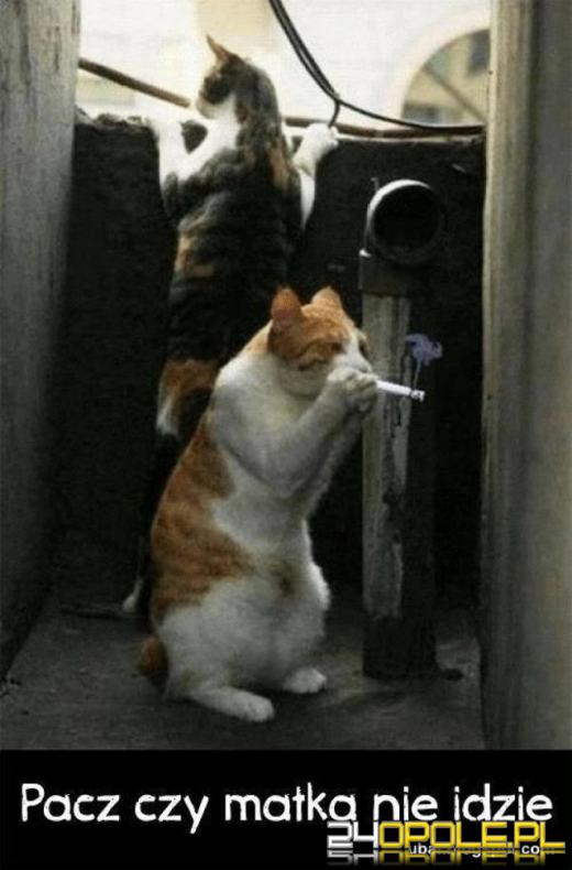 Dlaczego koty rządzą internetem? Dziś obchodzimy Międzynarodowy Dzień Kota