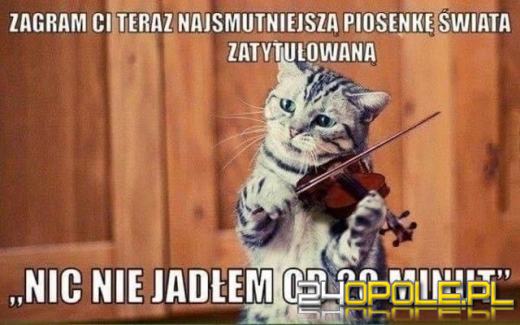 Dlaczego koty rządzą internetem? Dziś obchodzimy Międzynarodowy Dzień Kota