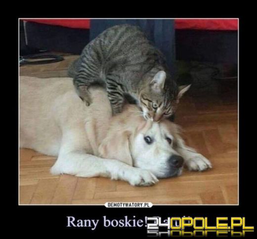 Dlaczego koty rządzą internetem? Dziś obchodzimy Międzynarodowy Dzień Kota