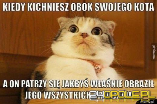 Dlaczego koty rządzą internetem? Dziś obchodzimy Międzynarodowy Dzień Kota