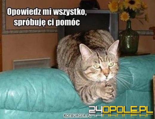 Dlaczego koty rządzą internetem? Dziś obchodzimy Międzynarodowy Dzień Kota