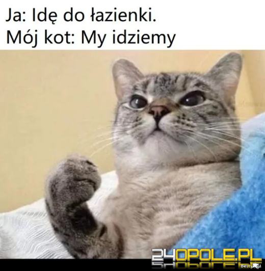 Dlaczego koty rządzą internetem? Dziś obchodzimy Międzynarodowy Dzień Kota