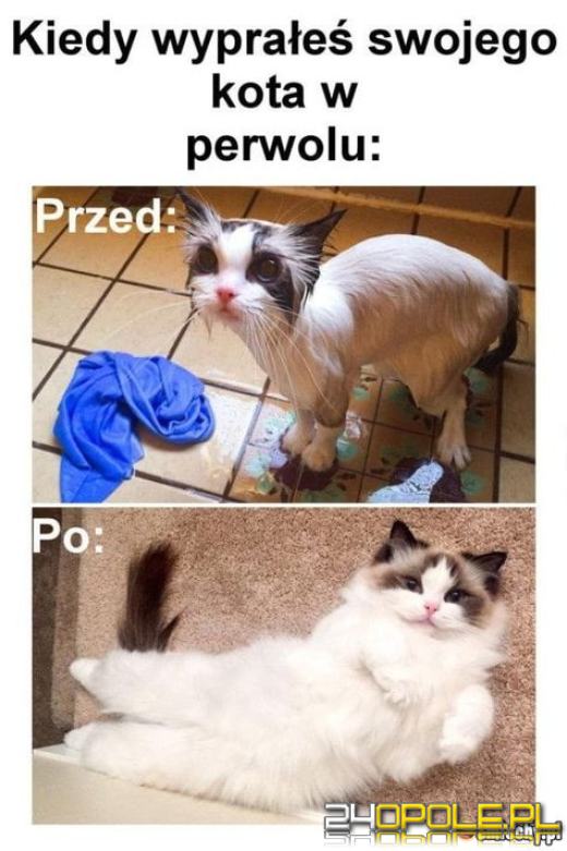 Dlaczego koty rządzą internetem? Dziś obchodzimy Międzynarodowy Dzień Kota