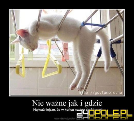 Dlaczego koty rządzą internetem? Dziś obchodzimy Międzynarodowy Dzień Kota