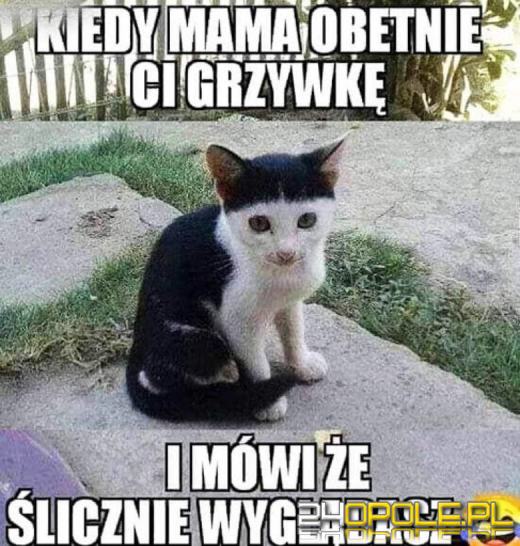 Dlaczego koty rządzą internetem? Dziś obchodzimy Międzynarodowy Dzień Kota