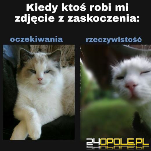 Dlaczego koty rządzą internetem? Dziś obchodzimy Międzynarodowy Dzień Kota