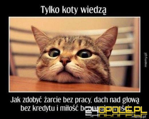 Dlaczego koty rządzą internetem? Dziś obchodzimy Międzynarodowy Dzień Kota