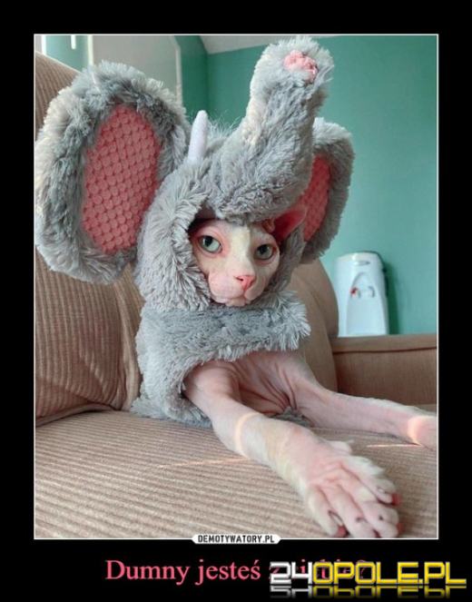 Dlaczego koty rządzą internetem? Dziś obchodzimy Międzynarodowy Dzień Kota