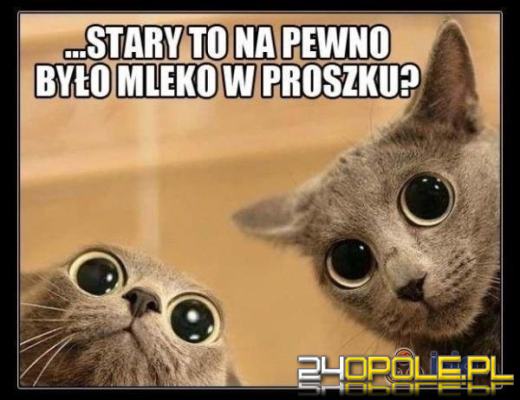 Dlaczego koty rządzą internetem? Dziś obchodzimy Międzynarodowy Dzień Kota