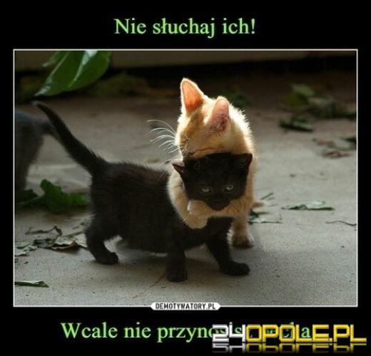 Dlaczego koty rządzą internetem? Dziś obchodzimy Międzynarodowy Dzień Kota