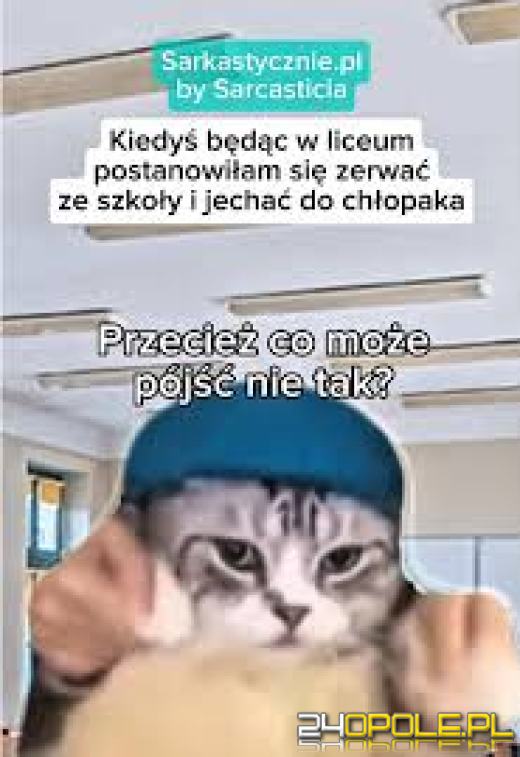 Dlaczego koty rządzą internetem? Dziś obchodzimy Międzynarodowy Dzień Kota