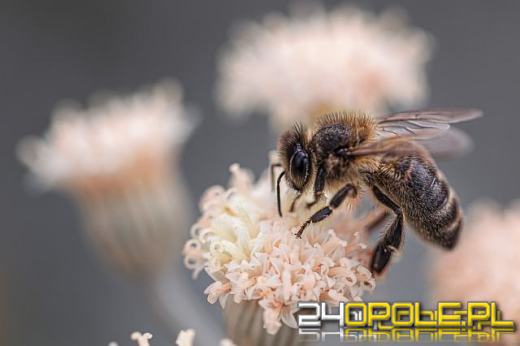 Wielki Dzień Pszczół - znaczenie, biologia i niezwykłe fakty o życiu pszczół