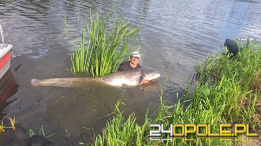 Gigantyczne sumy złowione w Odrze. Ryby miały ponad dwa metry długości