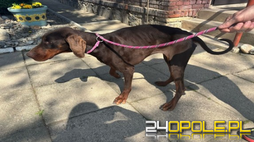 Zostawił psa bez opieki na dwa tygodnie. Usłyszał już zarzuty