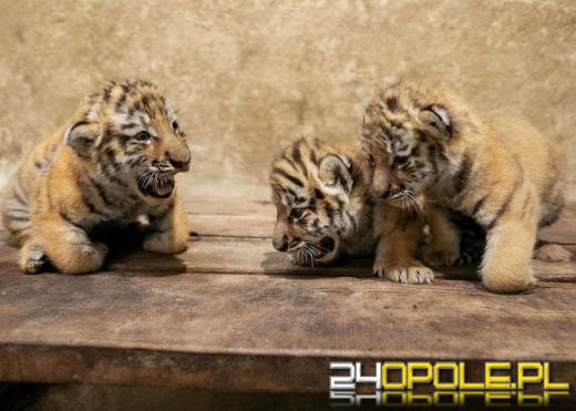 Wielkie święto w Opolskim ZOO. Trzy małe królowe tajgi przyszły na świat