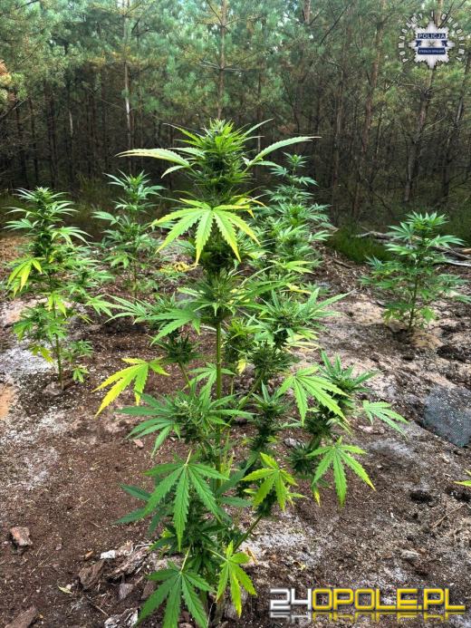 33-latek wpadł w ręce policjantów, gdy podlewał konopie