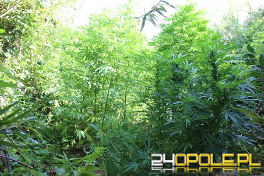 Został zatrzymany, gdy chodził po ogrodzie z narkotykami