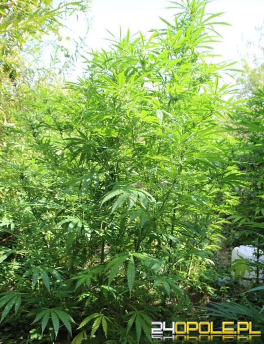 Został zatrzymany, gdy chodził po ogrodzie z narkotykami