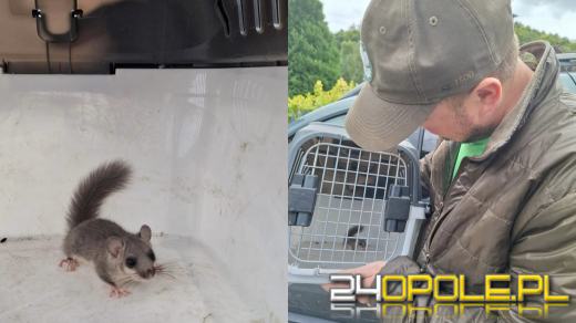 Popielica w kuchni. Niezwykła akcja ratunkowa w Jarnołtówku