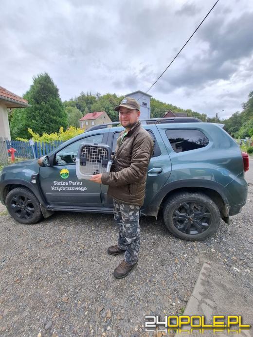 Popielica w kuchni. Niezwykła akcja ratunkowa w Jarnołtówku