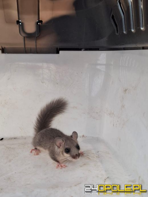 Popielica w kuchni. Niezwykła akcja ratunkowa w Jarnołtówku