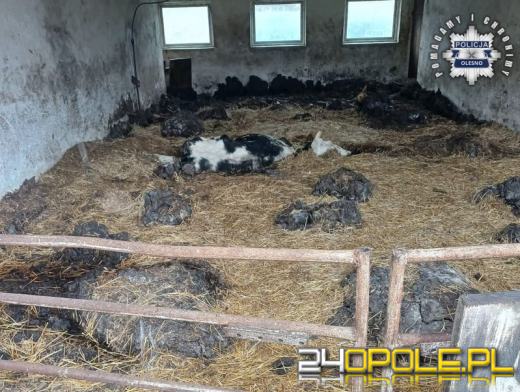 Niehumanitarne warunki w gospodarstwie - właściciel odpowie za znęcanie się nad zwierzętami