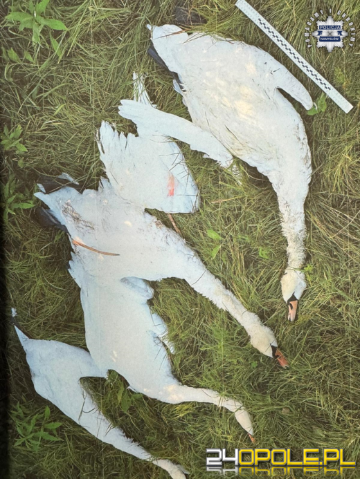 Odstrzelili cztery łabędzie. 32 i 51-latek w rękach policji