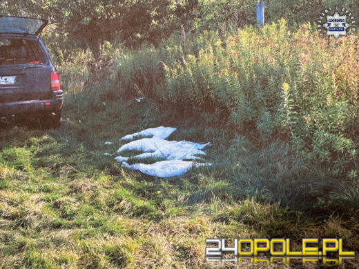 Odstrzelili cztery łabędzie. 32 i 51-latek w rękach policji