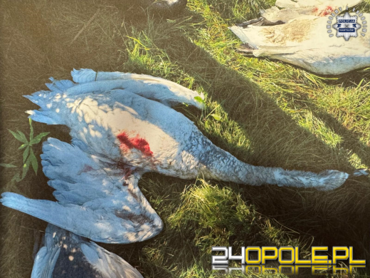 Odstrzelili cztery łabędzie. 32 i 51-latek w rękach policji