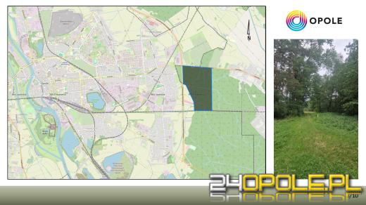 Alternatywa dla Wyspy Bolko? W Chrząstowicach powstanie nowy las rekreacyjny