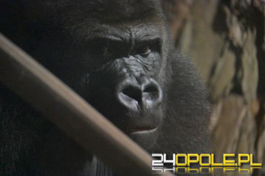 Nocne zwiedzanie zoo przyciągnęło tłumy opolan (Wideo)