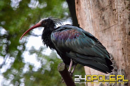 Wszędzie dobrze, ale w domu najlepiej. Ibis grzywiasty powrócił do Zoo