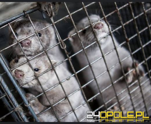 Sejm przegłosował zakaz hodowli zwierząt na futra!  Koniec ery cierpienia