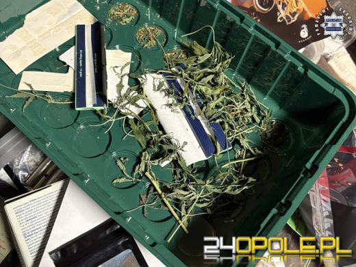 Poszukiwany wpadł z narkotykami. W mieszkaniu miał plantację (WIDEO)