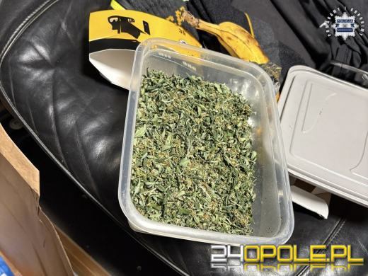 Poszukiwany wpadł z narkotykami. W mieszkaniu miał plantację (WIDEO)