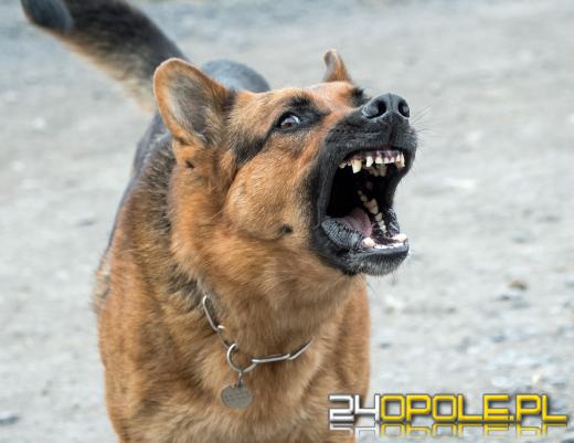 Rośnie liczba pogryzień przez psy. Tragiczny finał w Zielonej Górze potwierdza problem