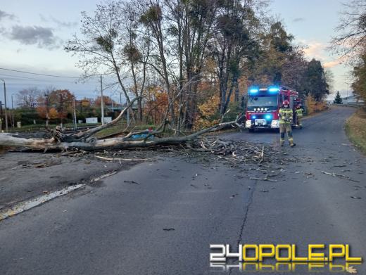 Silny wiatr. Strażacy usuwali powalone drzewa i konary. 25 interwencji