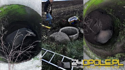 Poranny spacer zakończony akcją ratunkową. Borsuk uratowany dzięki czujności psa